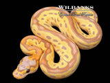Banana Clown Ball Python ♀ '26