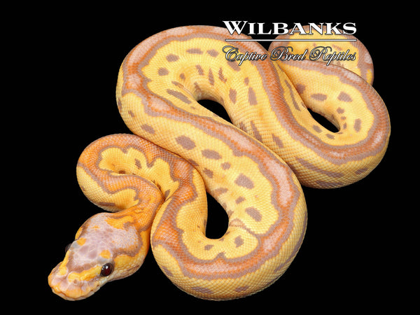 Banana Clown Ball Python ♀ '26 – Wilbanks Captive Bred Reptiles
