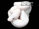 Banana Blue Eyed Leucistic (Mojave Butter) Ball Python ♂ '26