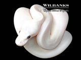 Blue Eyed Leucistic (Mojave Butter) Ball Python ♀ '26