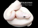 Blue Eyed Leucistic (Mojave Butter) Ball Python ♀ '26