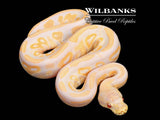 Cinnamon Candy Ball Python ♀ '26