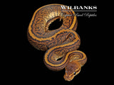 Stranger Pinstripe Ball Python ♂ '26