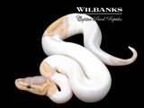 Banana Pied Ball Python ♂ '26