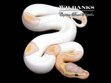 Banana Pied Ball Python ♂ '26