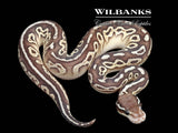 Black Pewter Butter Ball Python ♀ '26