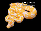 Lavender Albino Ball Python ♀ '26