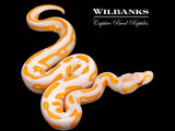 Lavender Leopard Blackhead Ball Python ♂ '26