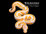 Lavender Leopard Blackhead Ball Python ♂ '26