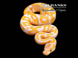 Lavender Albino Leopard Ball Python ♂ '26