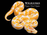 Lavender Albino Ball Python ♂ '26