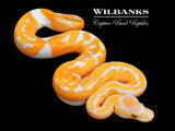 Dreamsicle Lavender Pied Ball Python ♂ '26
