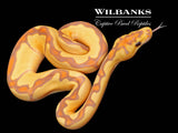 Banana Enchi Blade Clown Ball Python ♂ '26