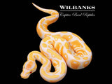 Lavender Albino 100% Het. Pied Ball Python ♂ '26