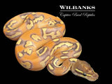 Blackhead Fire Mojave Enchi Yellow Belly Ball Python ♂ '26