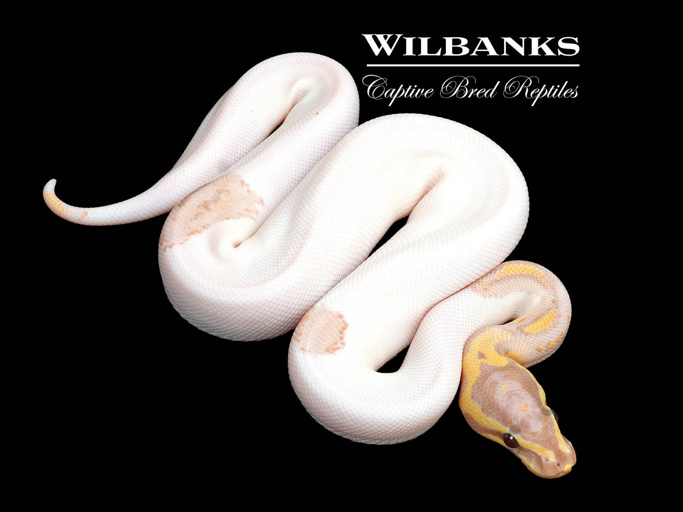 Banana Pied Yellow Belly Ball Python ♂ '25