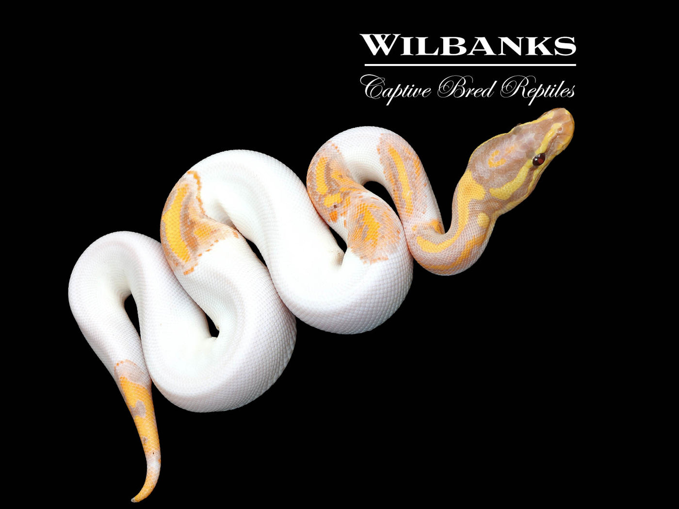 Banana Pied Yellow Belly Ball Python ♂ '25
