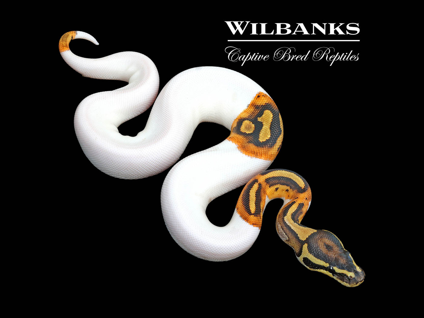 Pied Ball Python ♀ '25