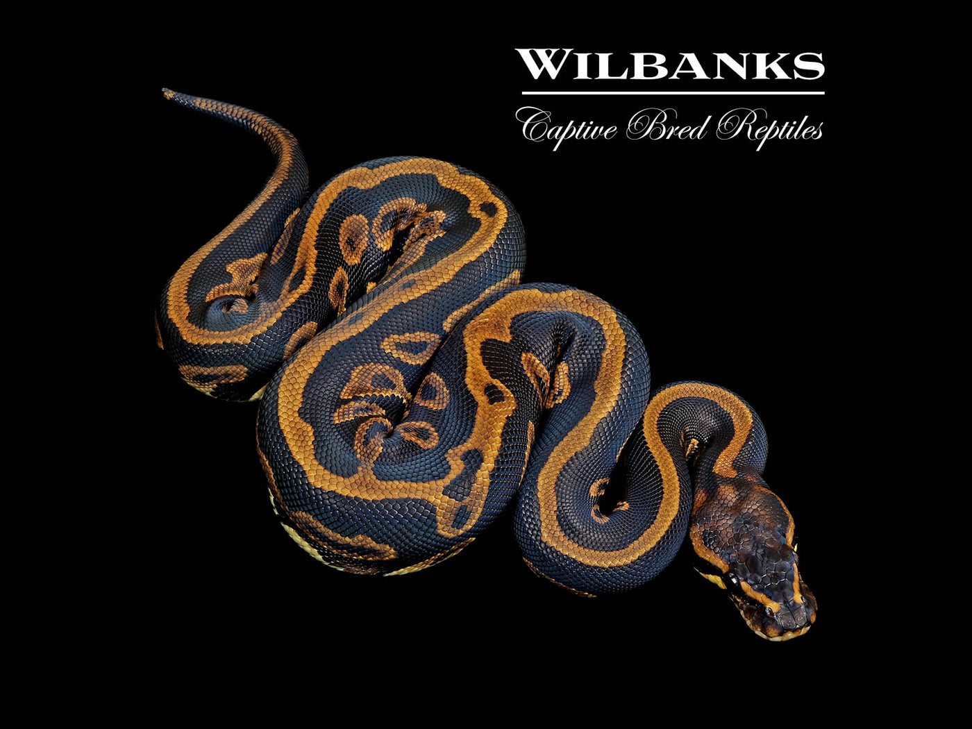 Mahogany Leopard 100% Het. Pied Ball Python ♂ '25