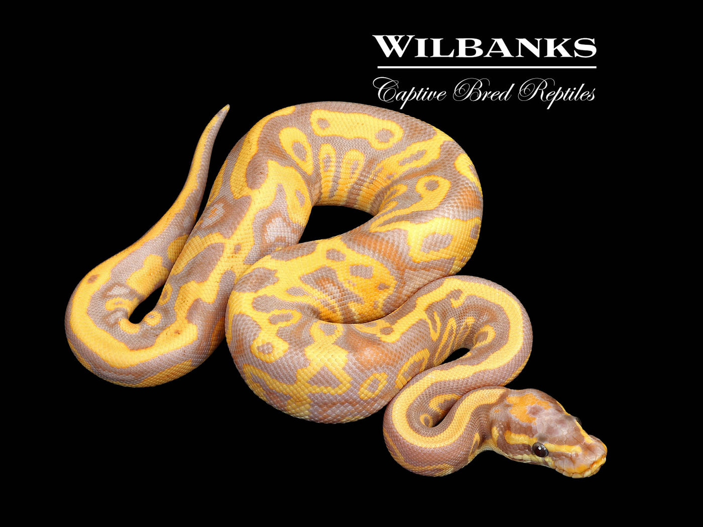 Banana Leopard 100% Het. Pied Ball Python ♂ '25