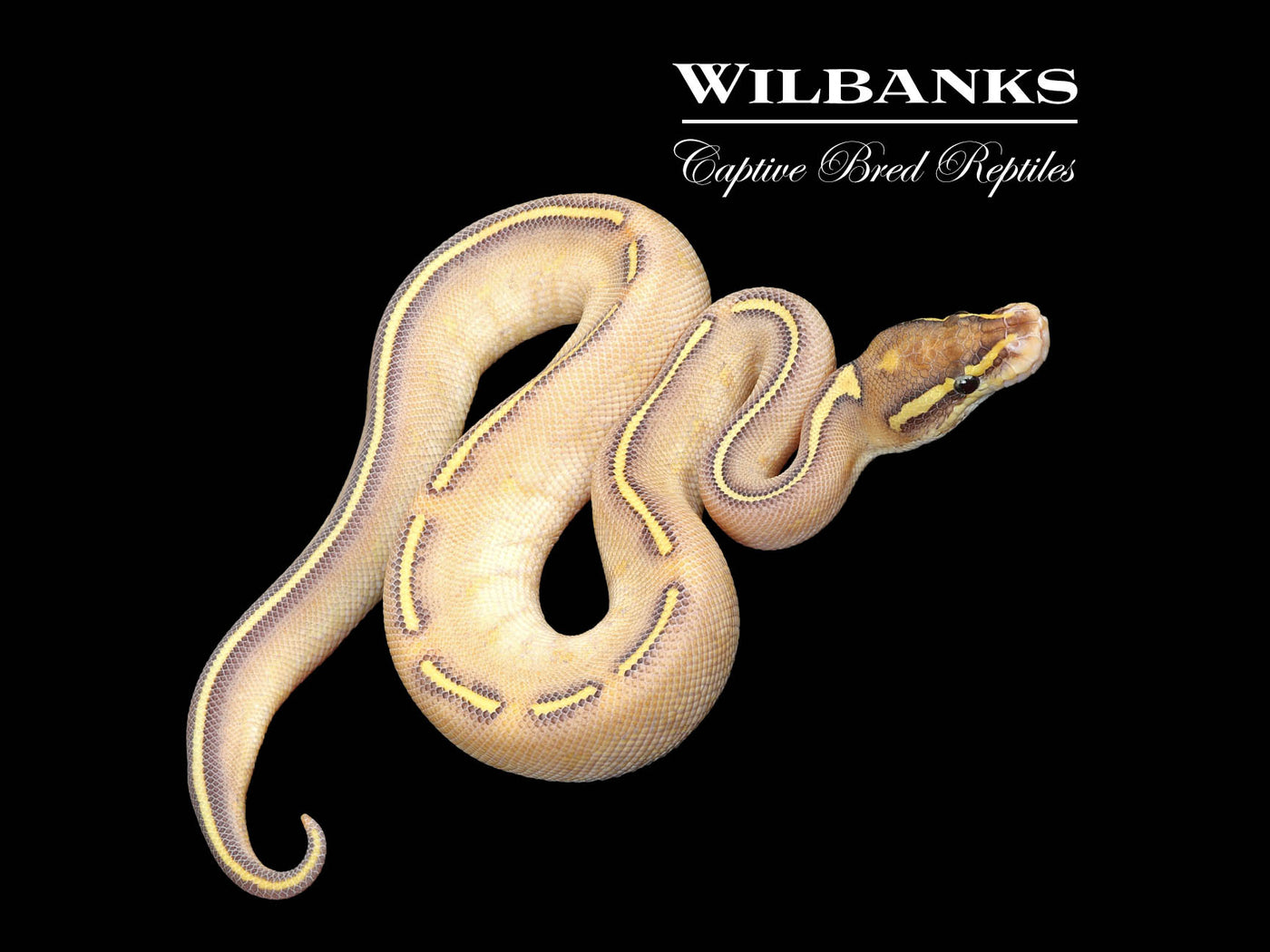 Fire Lesser Highway Ball Python ♂ '25