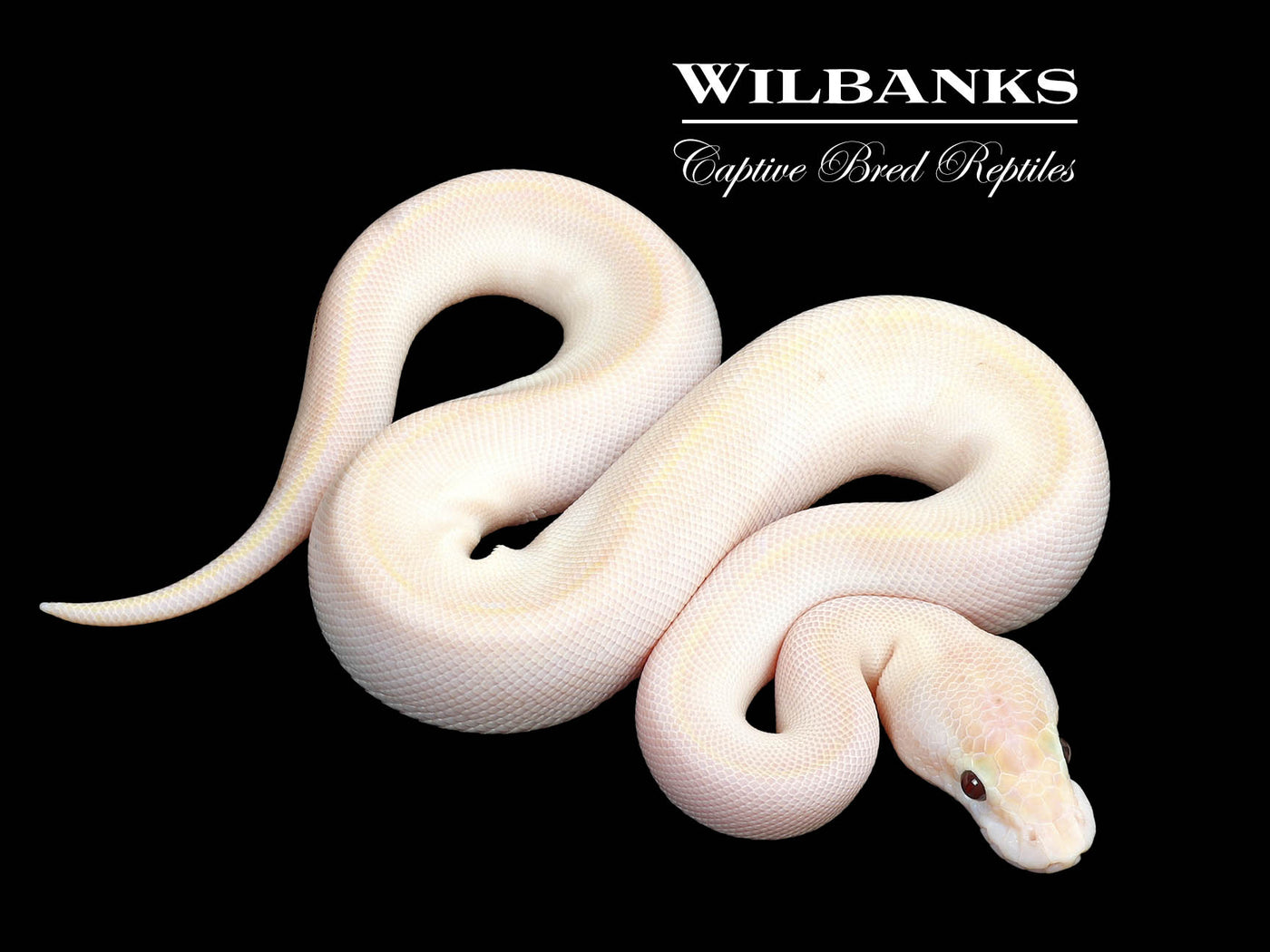 Banana Ivory Ball Python ♂ '25