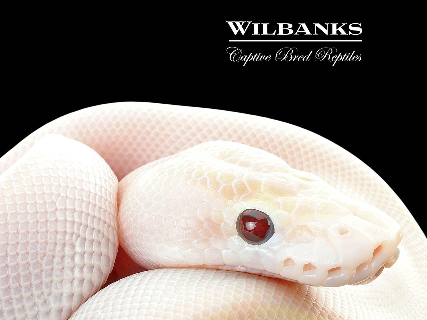 Banana Ivory Ball Python ♂ '25