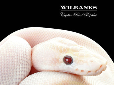 Banana Ivory Ball Python ♂ '25