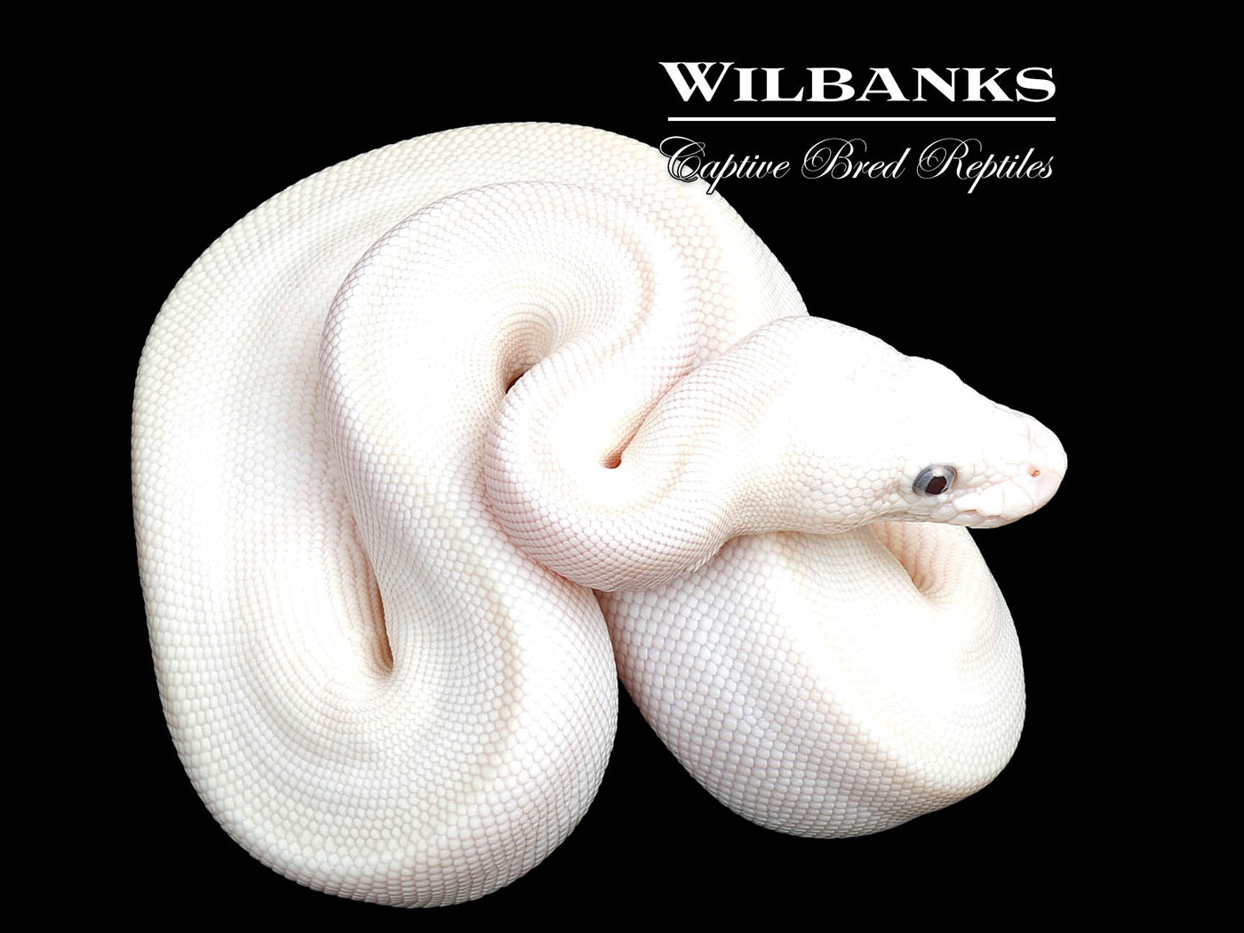 Blue Eyed Leucistic (Mojave Butter) Ball Python ♀ '25