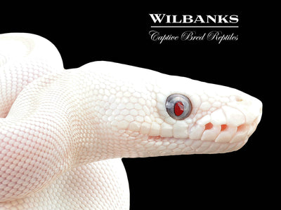 Blue Eyed Leucistic (Mojave Butter) Ball Python ♀ '25