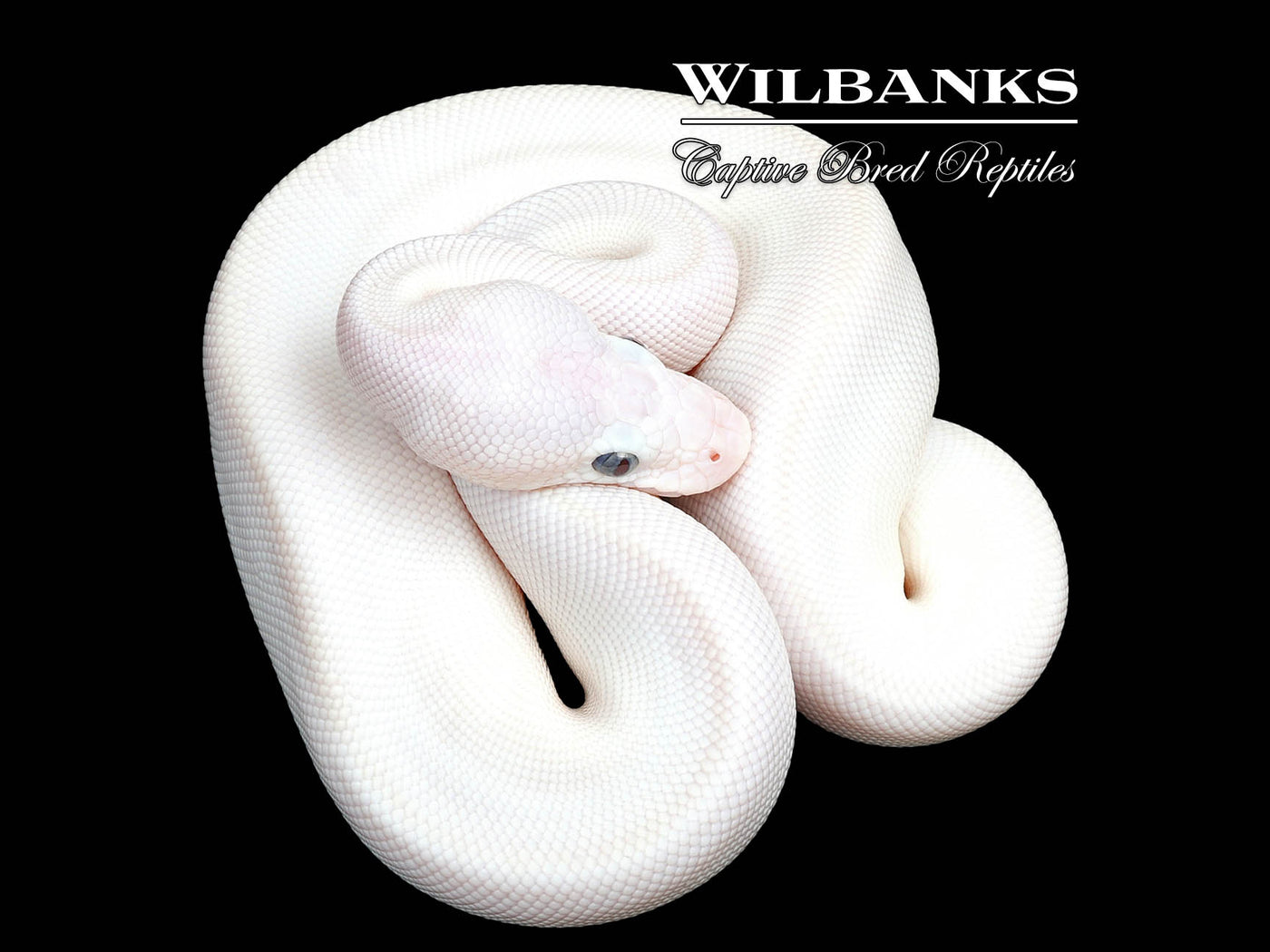 Blue Eyed Leucistic (Mojave Butter) Ball Python ♀ '25