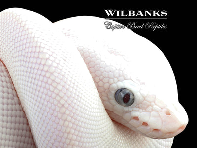 Blue Eyed Leucistic (Mojave Butter) Ball Python ♀ '25