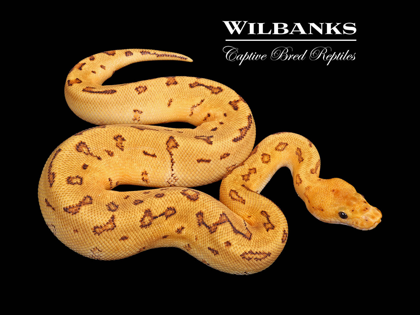 Fire Pinstripe Clown Ball Python ♂ '25