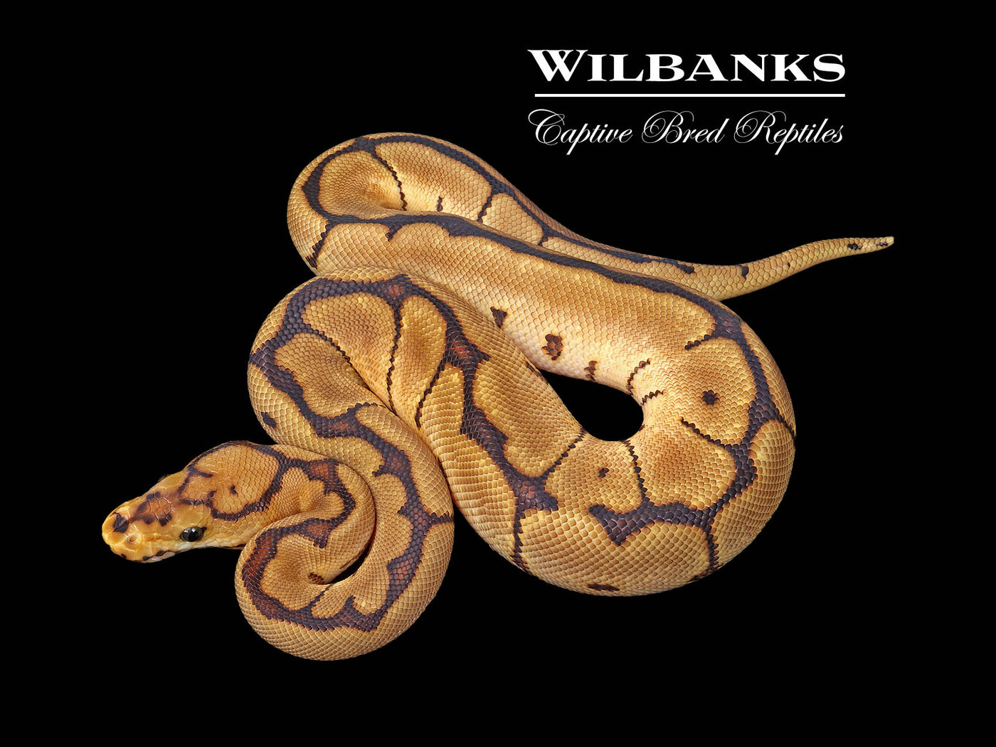 Spider Clown Ball Python ♂ '25