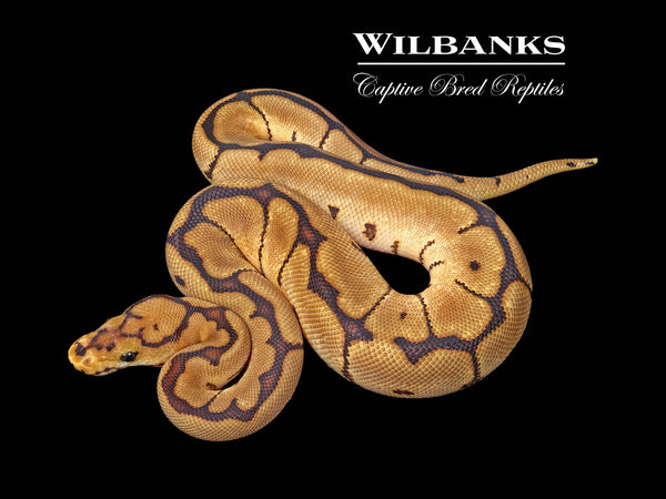 Spider Clown Ball Python ♂ '25 – Wilbanks Captive Bred Reptiles