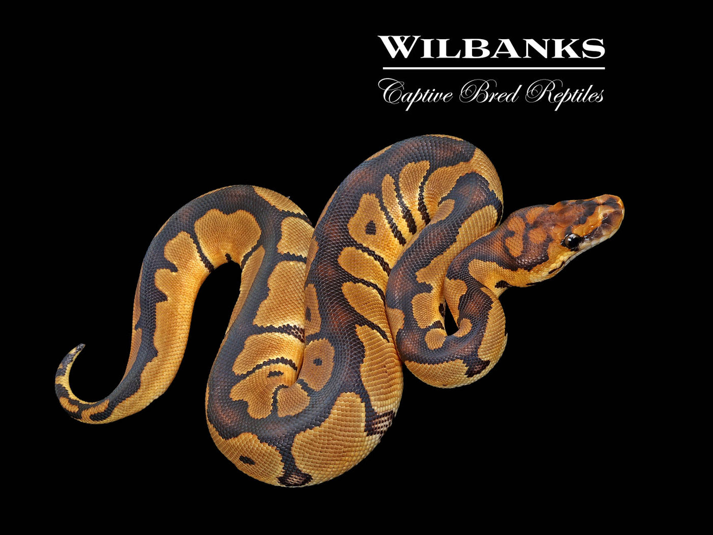 Clown Ball Python ♀ '25