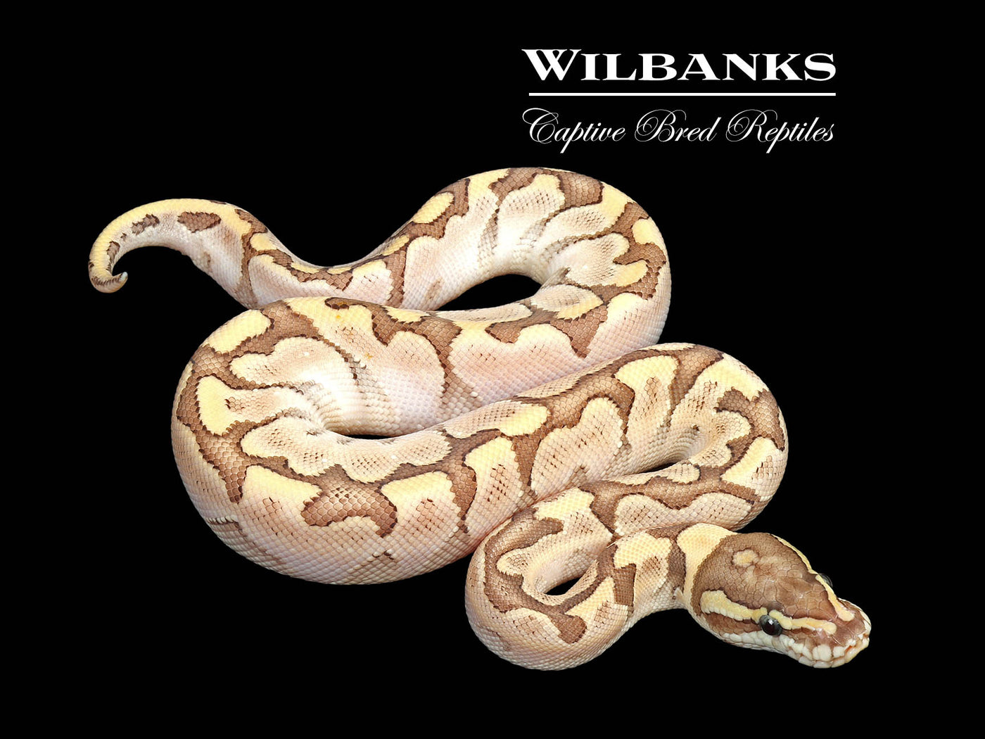 Bamboo Enchi 100% Het. Albino Ball Python ♂ '25