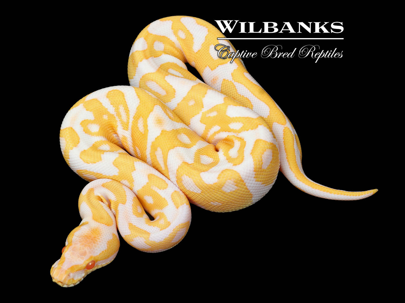 Albino Leopard Ball Python ♂ '25