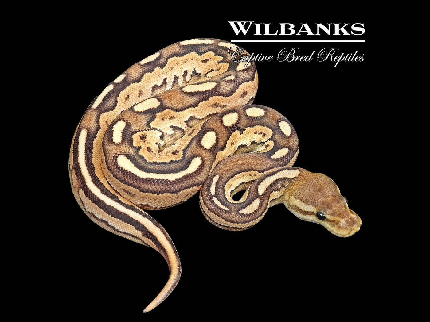 Orange Dream Cinnamon Special Fire Ball Python ♀ '25