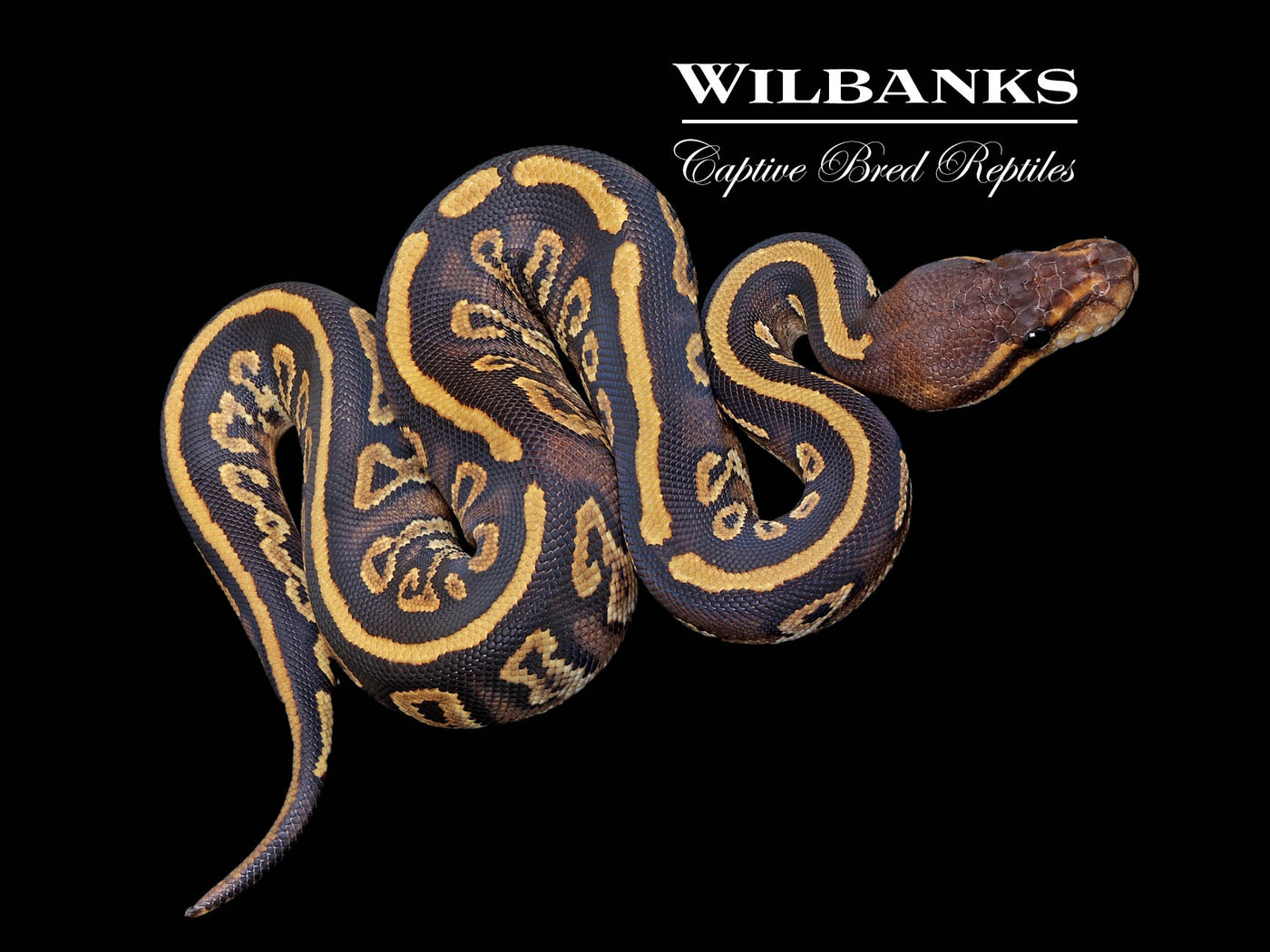Mahogany Mystic Ball Python ♀ '25