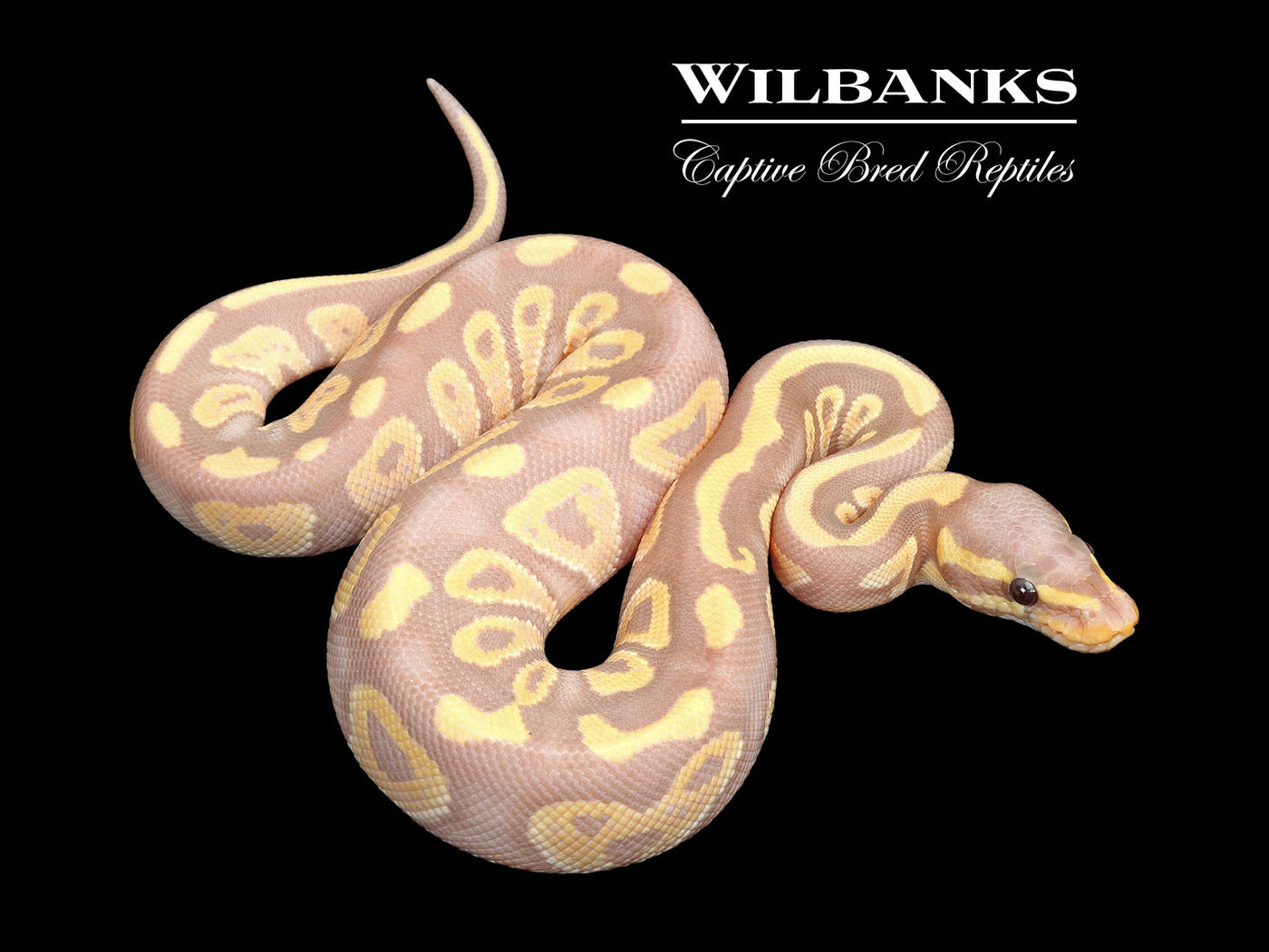 Banana Mojave (Female Maker) Ball Python ♂ '25