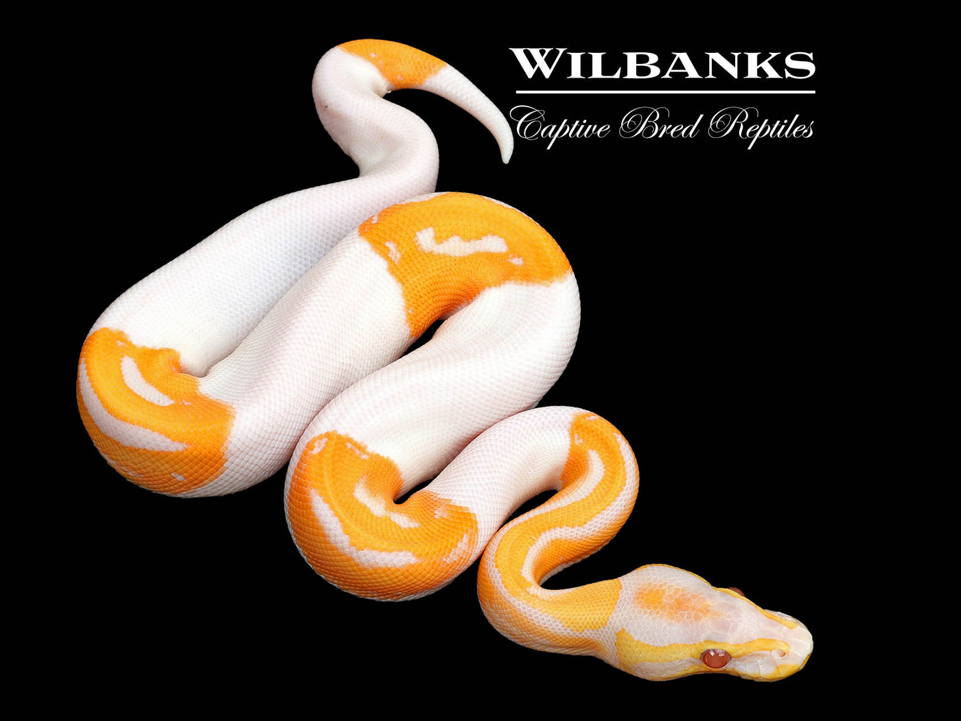 Orange Dream Dreamsicle Ball Python ♂ '25