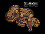 Normal Ball Python ♂ '26