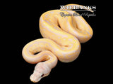 Banana Leopard Pinstripe Ball Python ♂ '26