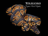 Blackhead Ball Python ♀ '26
