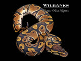 Special Ball Python ♀ '26