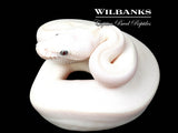 Blue Eyed Leucistic (Mojave Butter) Ball Python ♀ '26