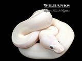 Blue Eyed Leucistic (Mojave Butter) Ball Python ♀ '26