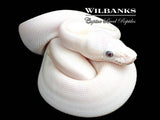 Blue Eyed Leucistic (Mojave Butter) Ball Python ♀ '26