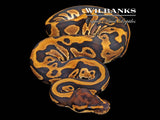 Blackhead Leopard Special Ball Python ♀ '26